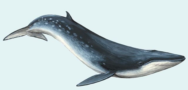 Balaenoptera_brydei