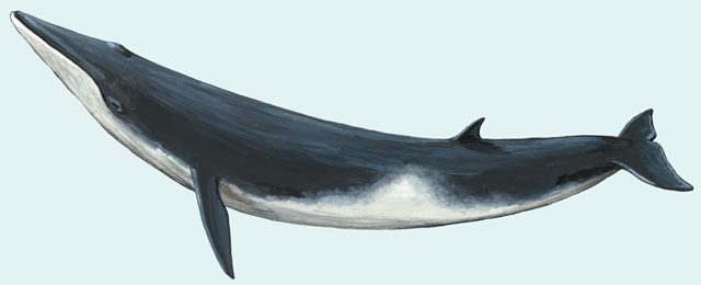 Balaenoptera