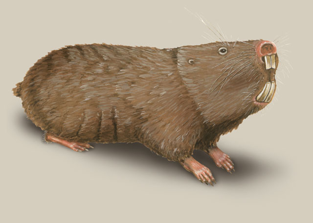 Deuterostomia