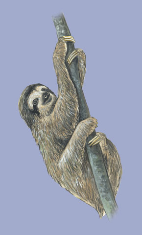 Bradypus_tridactylus