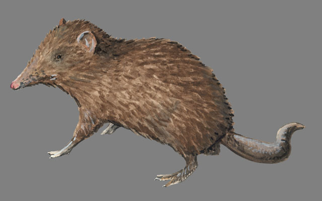 Sarcopterygii