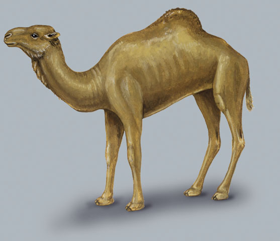 Camelus