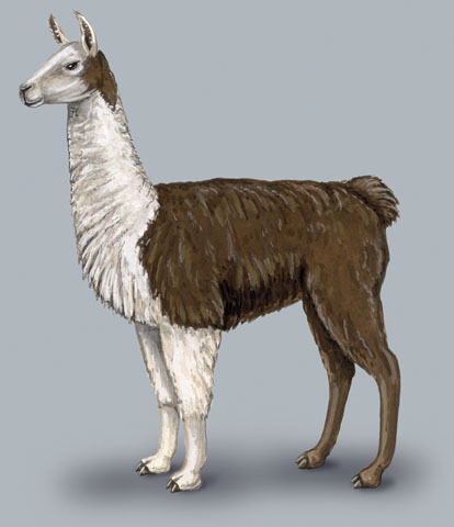 Artiodactyla