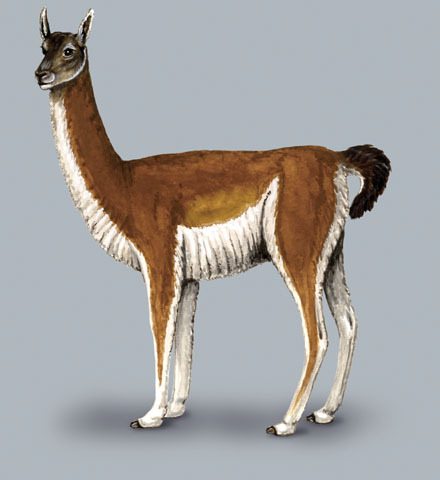 Lama_guanicoe