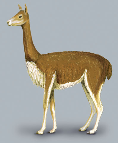 Artiodactyla