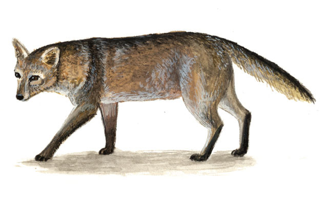 Deuterostomia