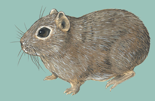 Microcavia_australis