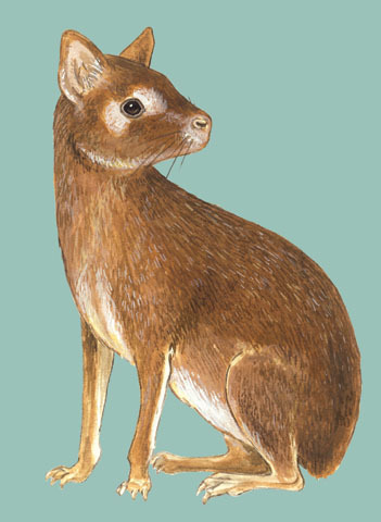 Pediolagus_salinicola