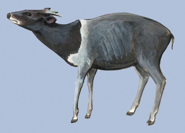 Sarcopterygii