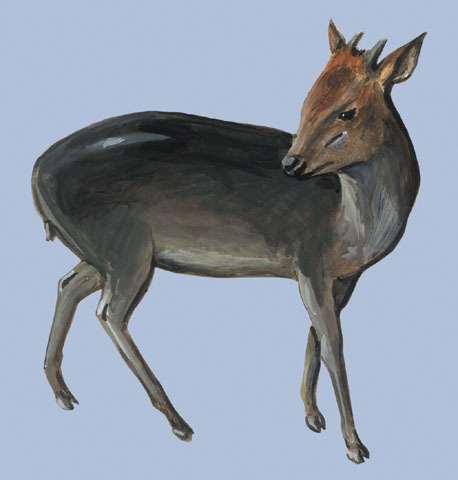 Sarcopterygii