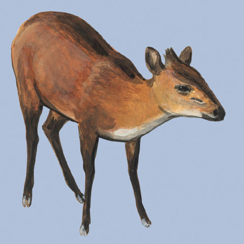 Deuterostomia