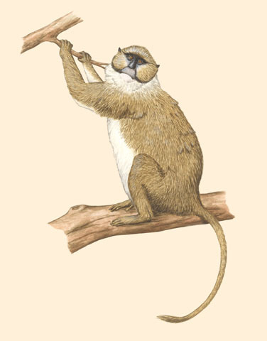 Allenopithecus_nigroviridis