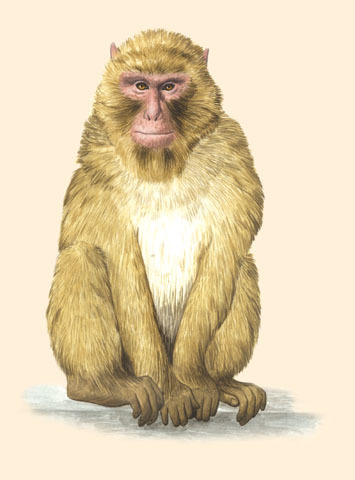 Macaca_sylvanus