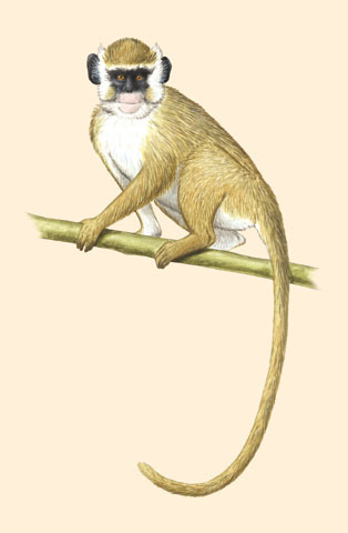 Sarcopterygii