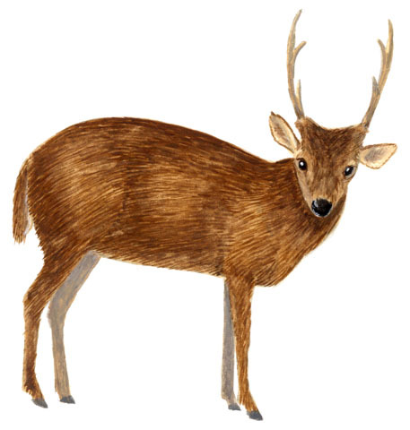 Artiodactyla