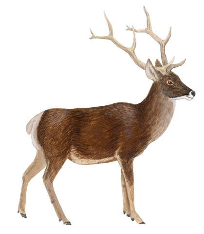 Cervus_albirostris