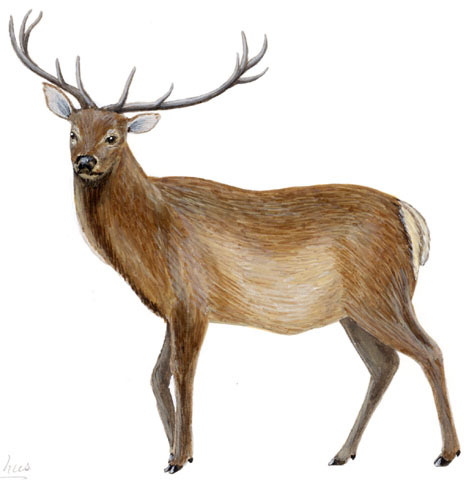 Artiodactyla