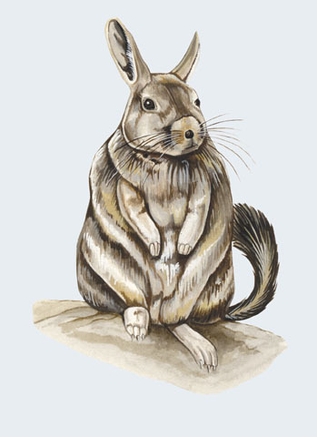 Rodentia