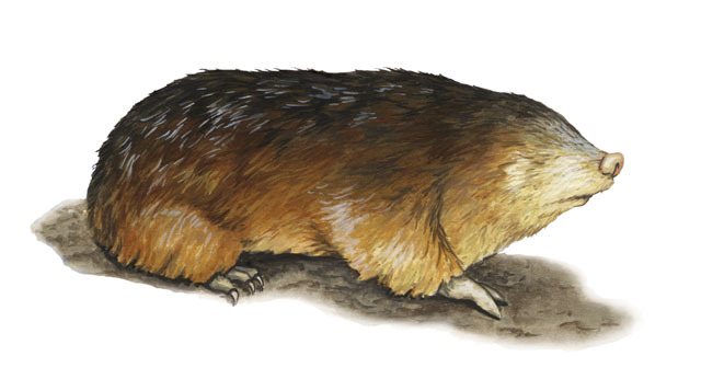 Amblysomus_hottentotus