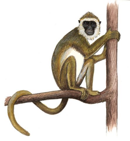 Procolobus_verus