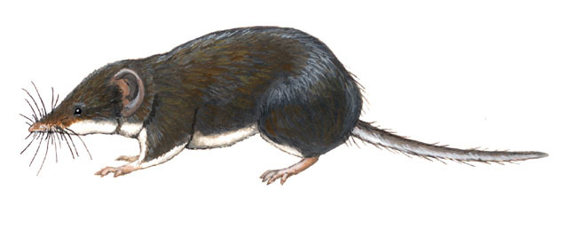 Craniata