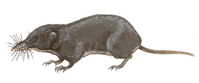 Deuterostomia