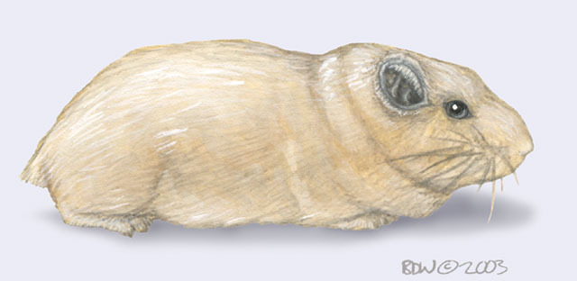 Deuterostomia