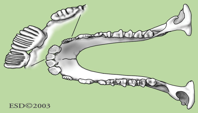 v12_id49_con_incisors