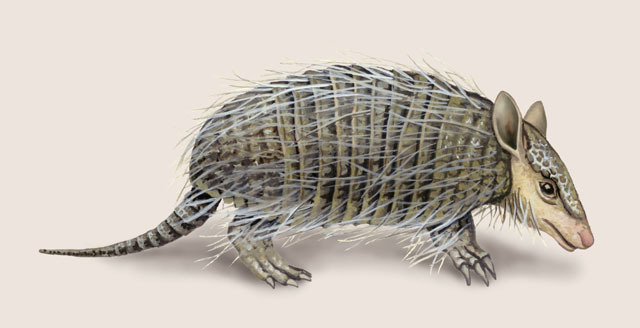 Chaetophractus_vellerosus