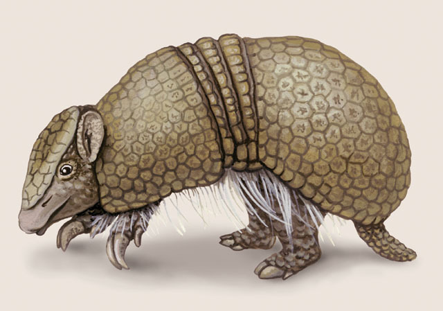 Tetrapoda