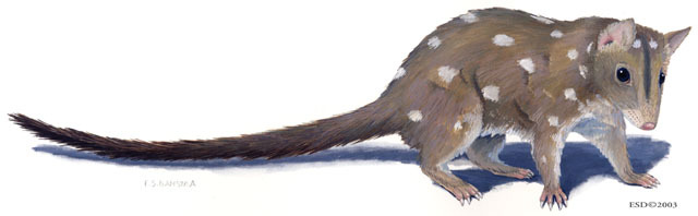 Dasyurus_geoffroii