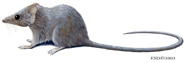 Deuterostomia