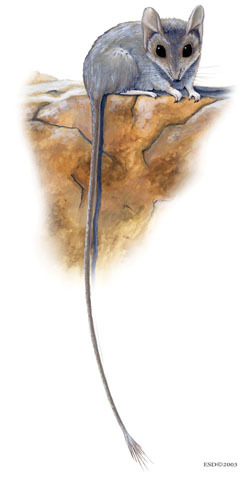 Deuterostomia