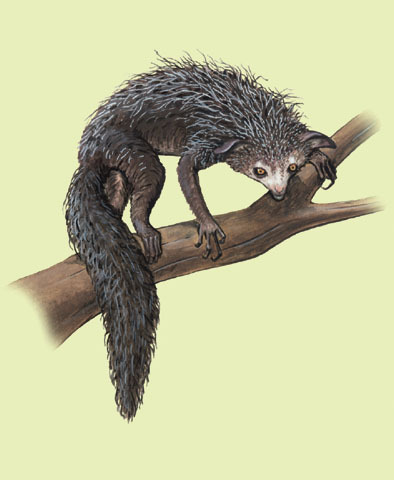 Daubentonia_madagascariensi