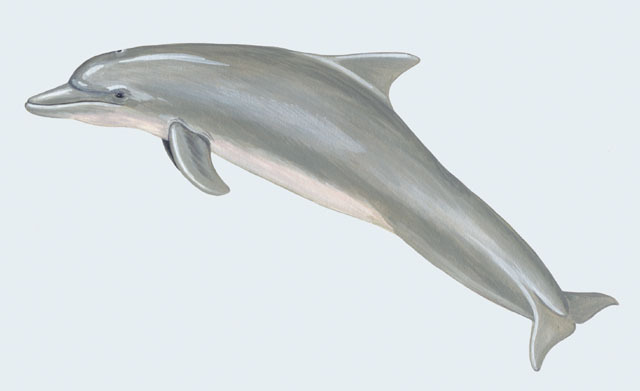 Tursiops_truncatus