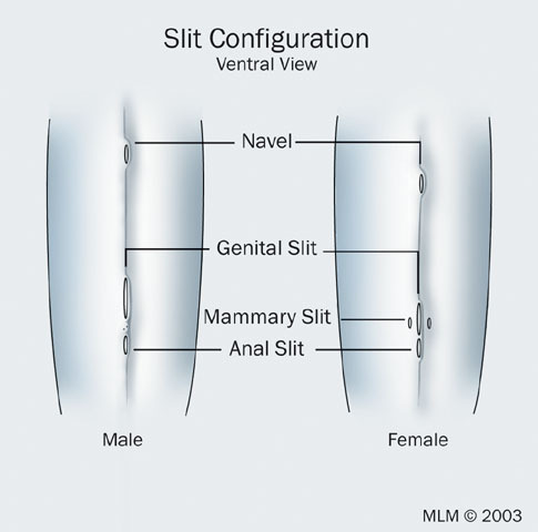 v12_id106_con_slitcon