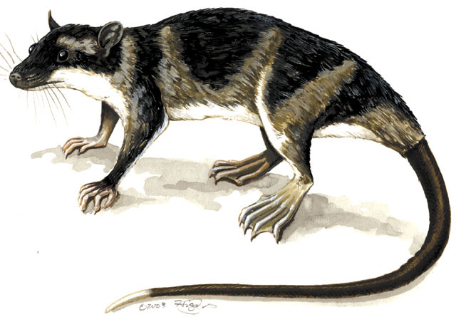 Deuterostomia