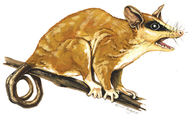 Deuterostomia