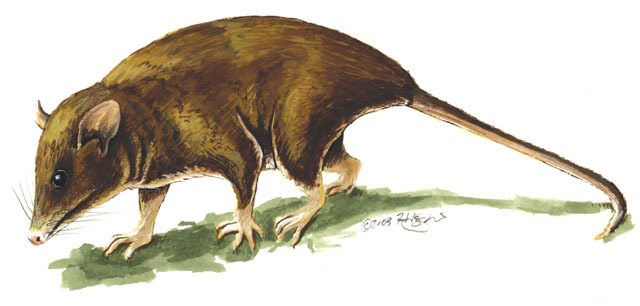 Monodelphis_kunsi