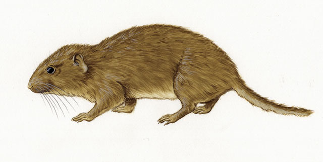 Deuterostomia