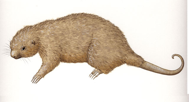 Deuterostomia