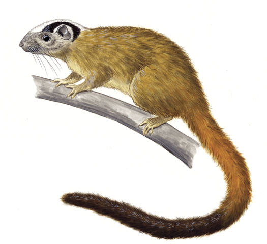 Craniata