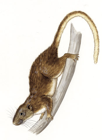 Hystricomorpha