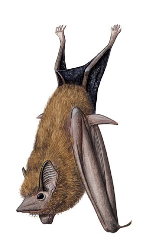 Deuterostomia