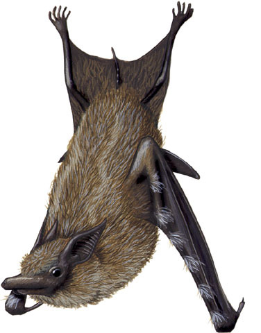 Deuterostomia