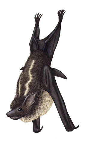 Saccopteryx_bilineata