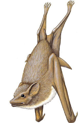 Deuterostomia