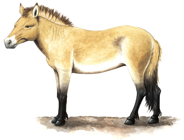 Equus_caballus_przewalskii