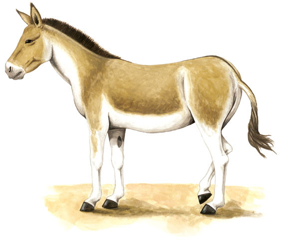 Equus