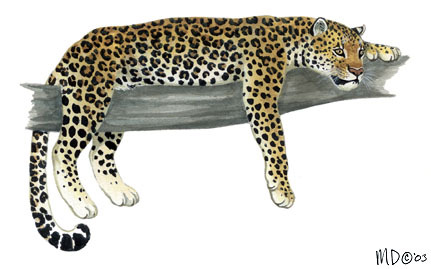 Panthera_pardus